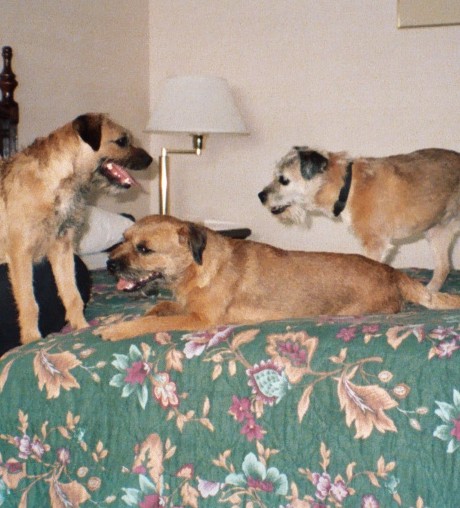 Boomer, Colin, and Gally