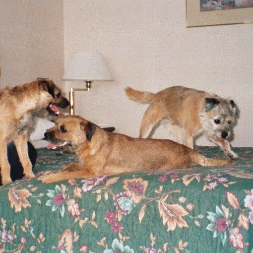 Boomer, Colin, and Gally again